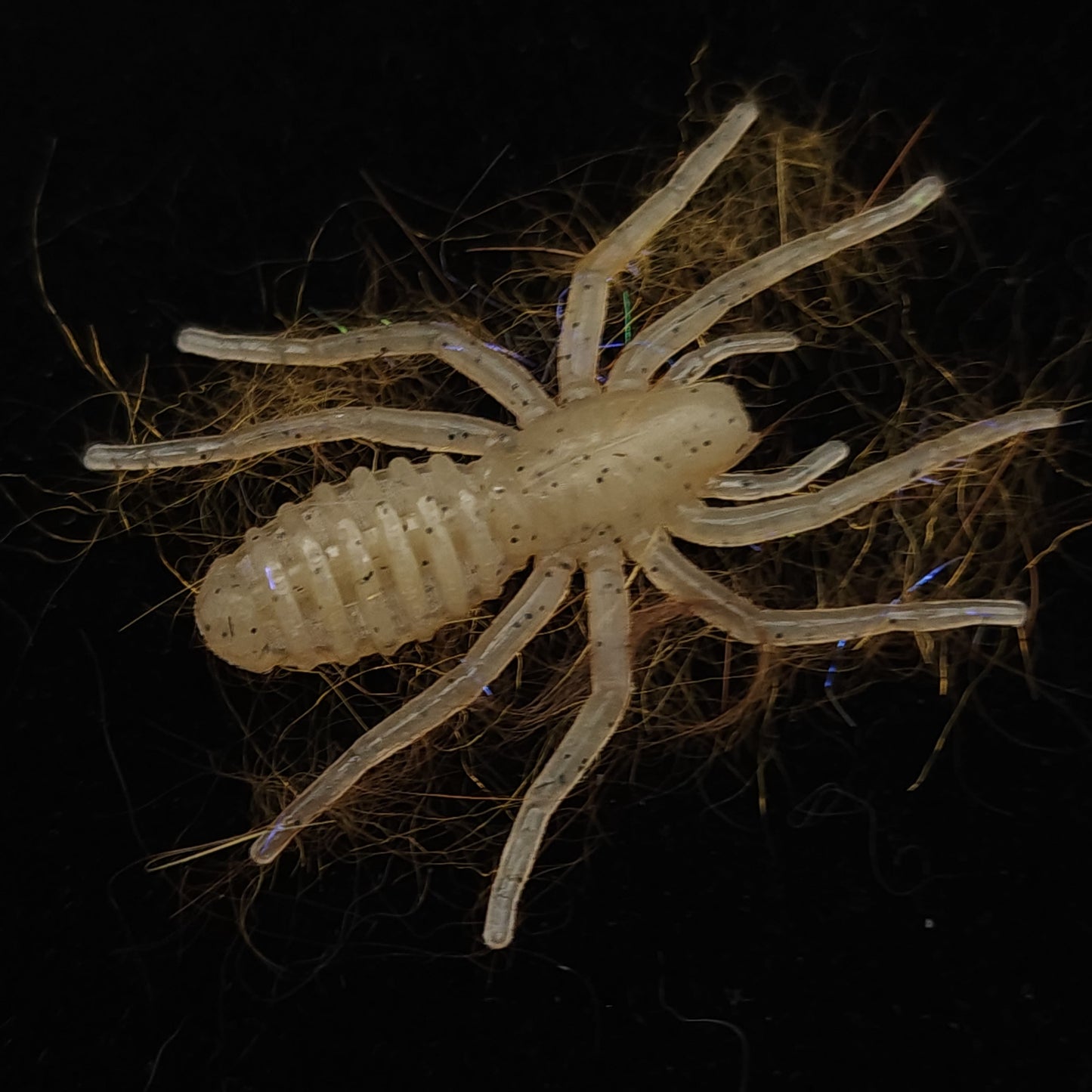 The Writing Spider 1 Inch Micro Spider Bait Plastic Lure