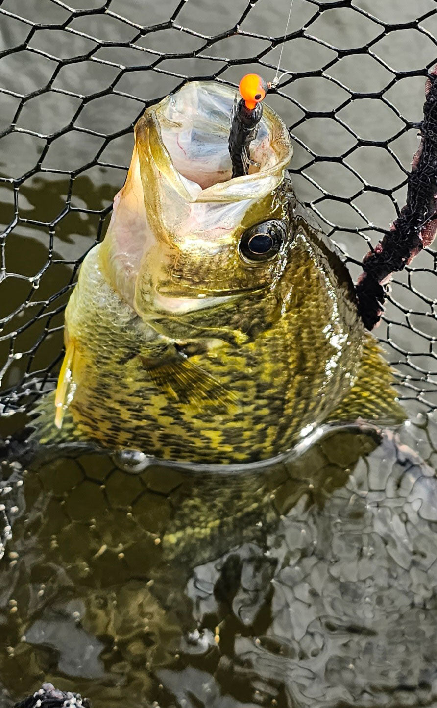 Custom Soft Plastic Hellgrammites Bait for Trout and Bass