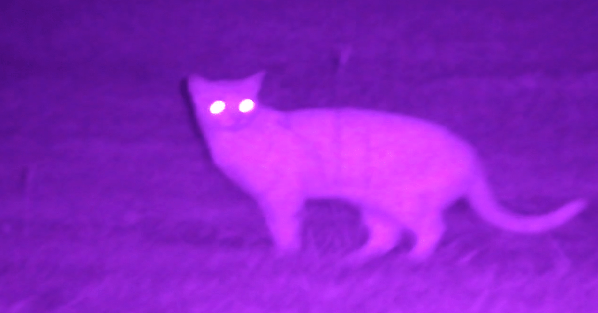 NVx7 Digital Night Sight For Night Hunting And Defense
