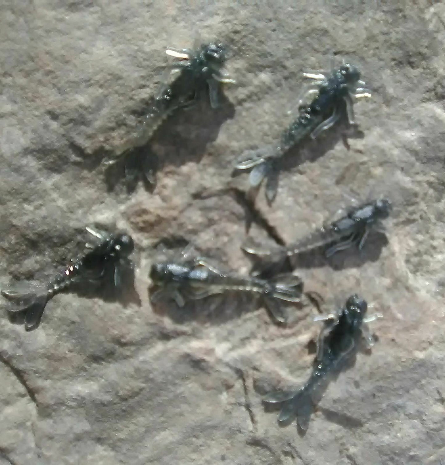 Custom One Point Two Inch Soft Mayfly Nymphs For Trout
